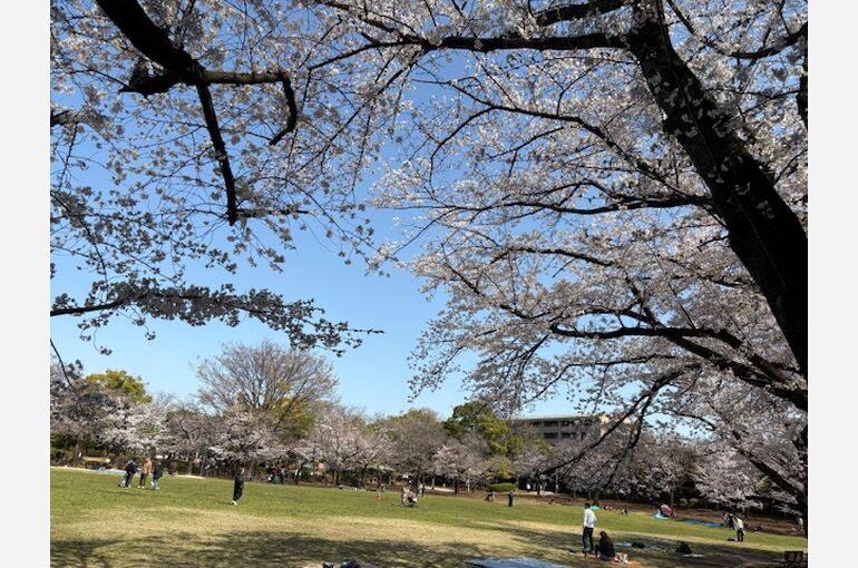 桜の蕨公園R7
