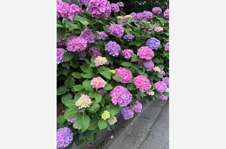 あじさいの花
