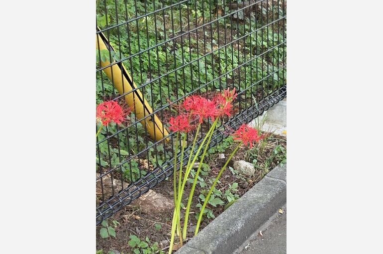 彼岸花の画像