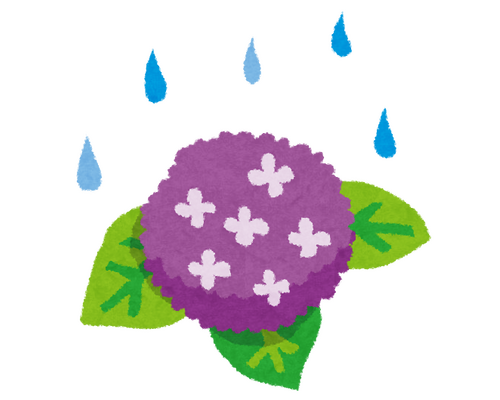梅雨　アジサイ