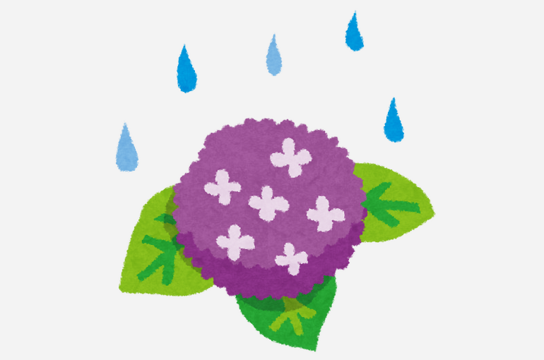 梅雨　アジサイ