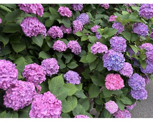 あじさいの画像R806