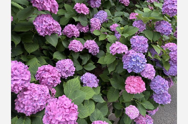あじさいの画像R806