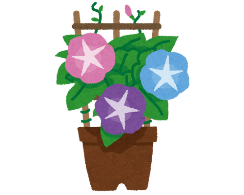 あさがおの鉢植え