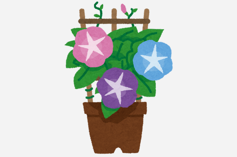 あさがおの鉢植え
